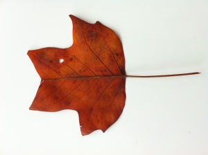 leafsnap